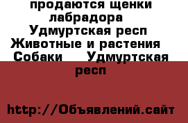 продаются щенки лабрадора - Удмуртская респ. Животные и растения » Собаки   . Удмуртская респ.